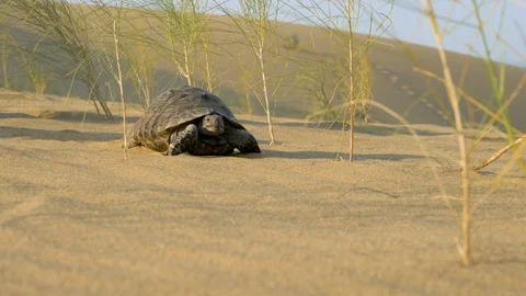 Turtle crawling in the desert Stock Footage 121751766