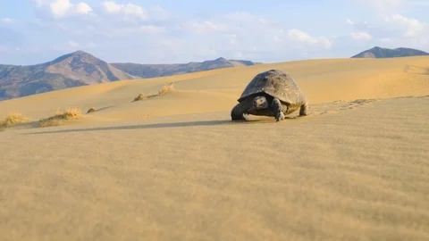 Turtle crawling in the desert Stock Footage 121751944