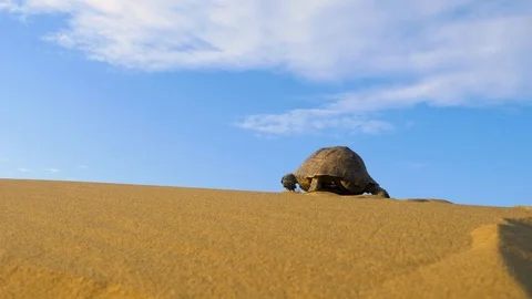 Turtle crawling in the desert Stock Footage 121752039