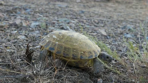 The turtle is crawling in the desert Stock Footage 143770712
