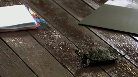 Turtle crawling on the floor Stock Footage 252482120