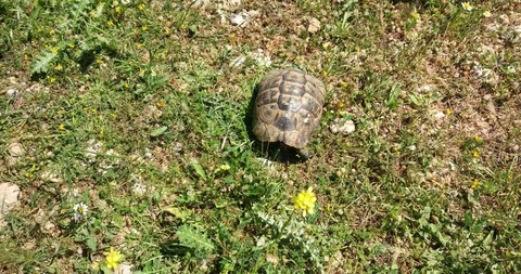 The turtle is crawling on the floor at home Stock Footage 107765114