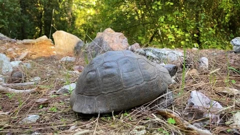 The turtle is crawling in the forest among stones and dry grass. An animal of Video stock 144865778