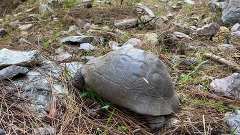 The turtle is crawling in the forest among stones and dry grass. An animal of 스톡 동영상 144865810