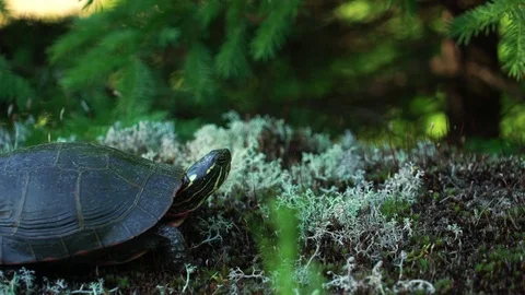 Turtle Crawling In Forest Video stock 77516520
