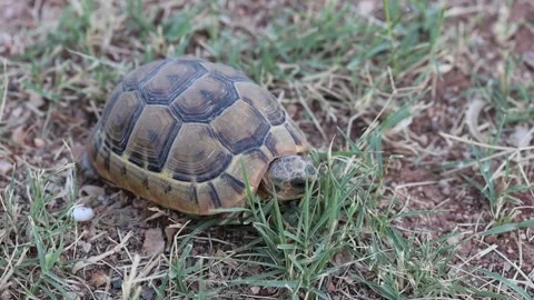 A turtle crawling in the garden Stock Footage 285149017