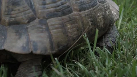 Turtle crawling on the grass 스톡 동영상 157610002