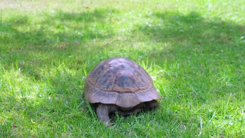 Turtle crawling on a green grass. Video stock 255374170