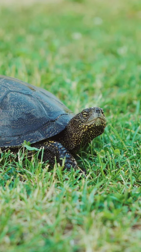 Turtle crawling on the ground among the plant Stock Footage 302261187