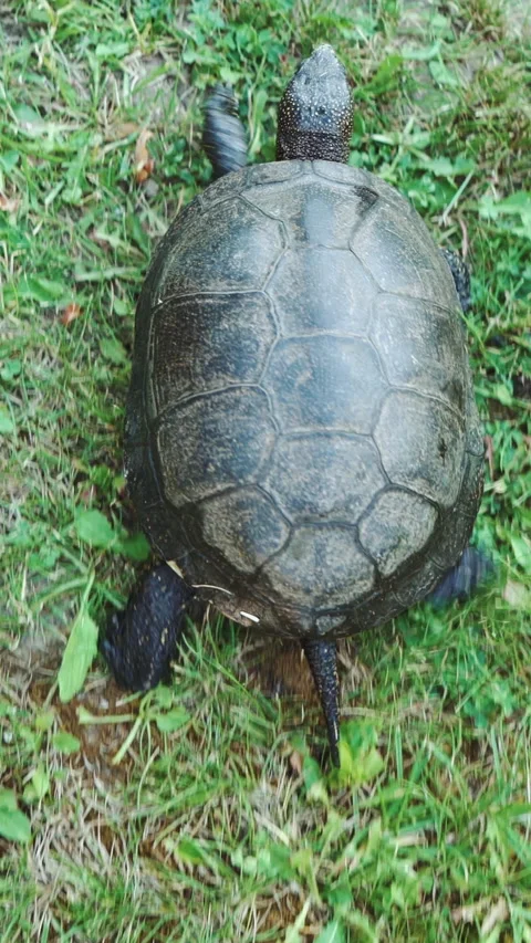 Turtle crawling on the ground among the plants.  Stock Footage 296733667