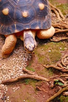 Turtle crawling on the ground background Stock Photos