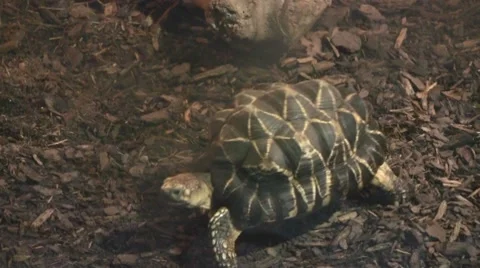 Turtle crawling on the ground Video stock 8572312