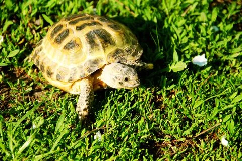 Turtle crawling on the ground Foto stock