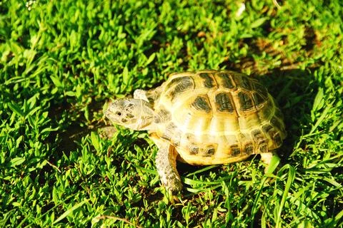 Turtle crawling on the ground Foto stock