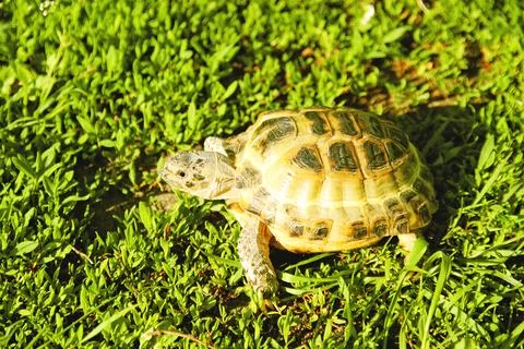 Turtle crawling on the ground Foto stock