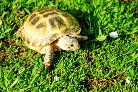 Turtle crawling on the ground Foto stock