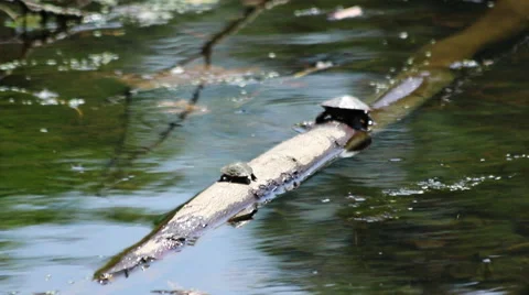 Turtle Crawling on Log Stock Footage 61293063