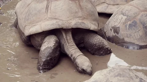 Turtle in Crawling in Muddy Water - St. Louis Zoo Stock Footage 222659950
