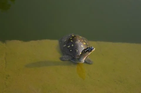 Turtle crawling out from pond Stock Photos