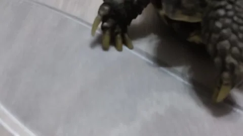 Turtle crawling on the parquet Stock Footage 161554862