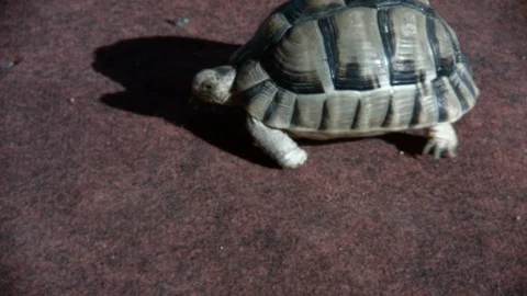 Turtle crawling on a purple carpet. Stock Footage 122283825