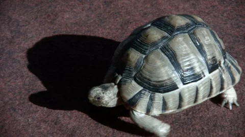 Turtle crawling on a purple carpet. Full HD Stock Footage 122283616