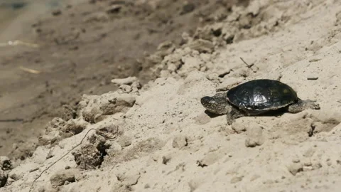 Turtle Crawling on Sand to Water and Dives into the River.. Slow Motion 240 fps Stock Footage 137221658