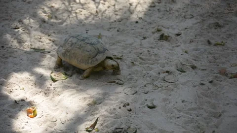 Turtle crawling on the sand in the zoo enclosure Видео 199836314