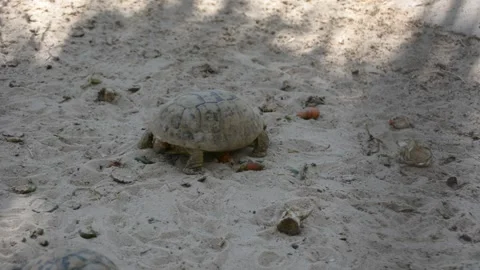 Turtle crawling on the sand in the zoo enclosure Stock Footage 199836315