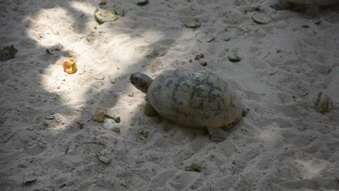 Turtle crawling on the sand in the zoo enclosure Stock Footage 199836345
