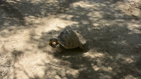 Turtle crawling on the sand in the zoo enclosure Stock Footage 199836634