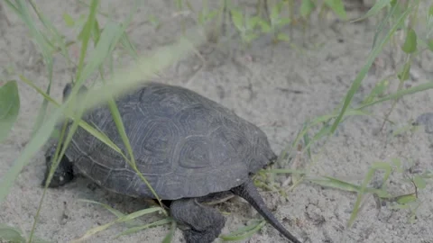 Turtle Crawling on Sandy Ground with Grass Stock Footage 342030808