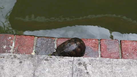 Turtle is crawling slowly in the pond Stock Footage