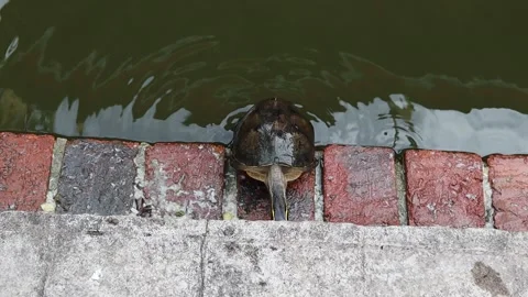 Turtle is crawling slowly in the pond Stock Footage 140237991