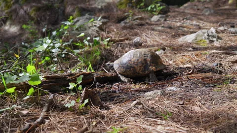 Turtle crawling through the forest Stock Footage 307588450