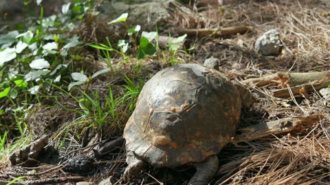 Turtle crawling through the forest Stock Footage 307589358