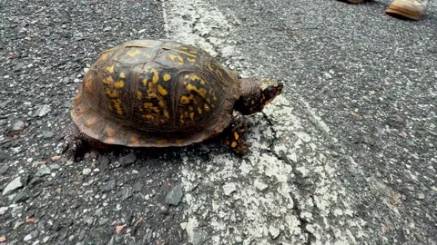 Turtle crawls across roadway Stock Footage 308435818