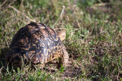 A turtle crawls between the grass in the savannah 스톡 사진