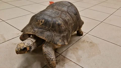 The turtle crawls on the floor. Zoo. Stock Footage 197631869