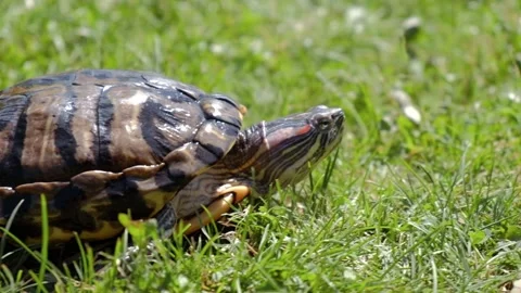 Turtle crawls on grass. carefully puts paws looks forward. side view. closeup. Stock Footage 232223268