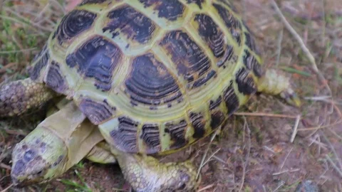 Turtle crawls on the grass 库存影片 111477883