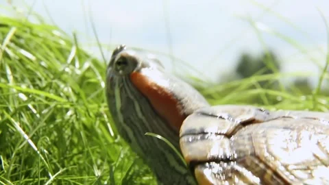 Turtle crawls on the green grass. Turtle on a blue sky background. Stock Footage 244241340