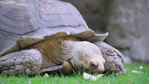 Turtle crawls on the ground and eats grass. Stock Footage 304827986