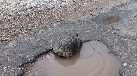 Turtle crawls out from a puddle zoom in Stock Footage 11684629