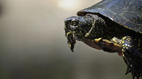 Turtle Crawls to the River on a Hot Summer Day Close-up Stock Footage 246477767
