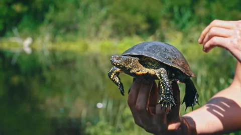 Turtle Crawls to the River on a Hot Summer Day Close-up Stock Footage 248308380
