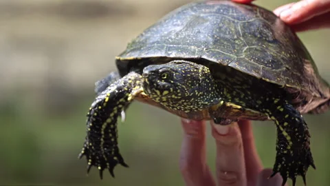 Turtle Crawls to the River on a Hot Summer Day Close-up Stock Footage 248309397