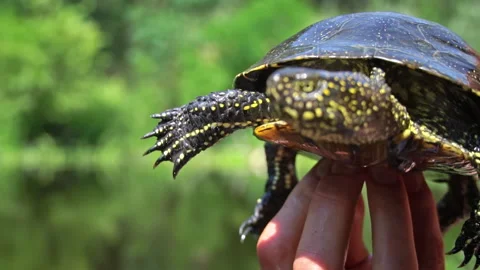 Turtle Crawls to the River on a Hot Summer Day Close-up Stock Footage 248309900