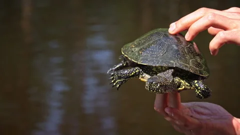 Turtle Crawls to the River on a Hot Summer Day Close-up Stock Footage 248310004