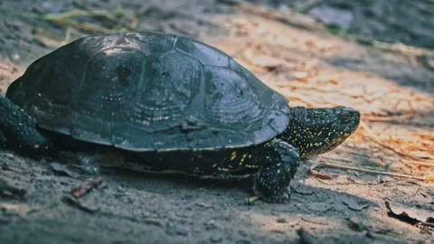 Turtle Crawls to the River on a Hot Summer Day Close-up Stock Footage 248310288